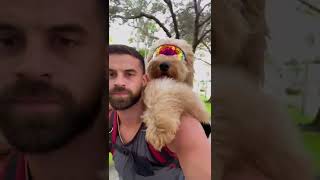 Dog’s first time riding in backpack goldendoodle dogdad dogbackpack [upl. by Olva]