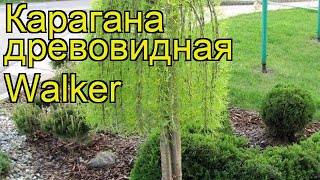 Карагана древовидная Уолкер Краткий обзор описание характеристик caragana arborescens Walker [upl. by Bilbe37]