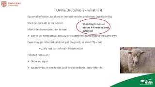 Ovine brucellosis – effects treatment and prevention [upl. by Rebane]