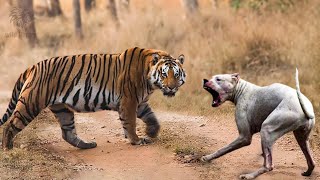 💥 Why Do Tigers Hunt Dogs First When Descending from the Mountain  Wild Library [upl. by Renruojos]