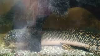 Polypterus Ornatipinnis 40 cm 1575 inches riveraquariumjungla [upl. by Downes]