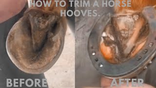 How to trim a horse hooves [upl. by Delaney75]