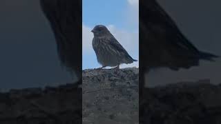 Kaapse Kanariekuiken birds capetown nature [upl. by Lairret]