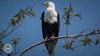 Fish Eagles in Nyerere National Park  360° Virtual Tour [upl. by Zebaj]