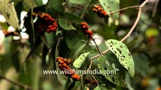 Rohini or Mallotus philippensis tree in flower Rajaji National Park Dehra dun [upl. by Nnayar]