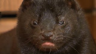 Mink and Dog saved from death meet for the first time [upl. by Traver494]