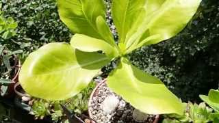 Brighamia insignis  Hawaiian palm [upl. by Golanka]