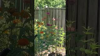 Smallest bird  Hummingbird  backyard garden [upl. by Labotsirhc]