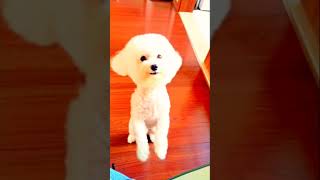 cute dog in box dance to jump aroundviral funny trending [upl. by Noived]