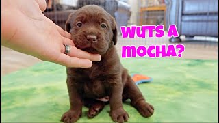 Puppies Get Their Names  Chocolate Lab Puppies [upl. by Mellisa]