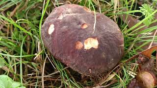 Prospection Champignons 🍄 ASMR 25102024 [upl. by Leonelle]