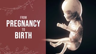 Pregnancy  How a Wonder is Born Animation [upl. by Yllaw867]