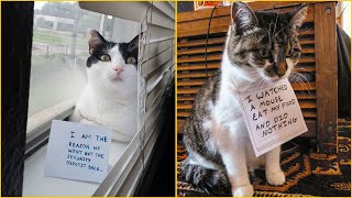 50 Cats Being Shamed For Their Crimes  Weird cat [upl. by Cheung877]