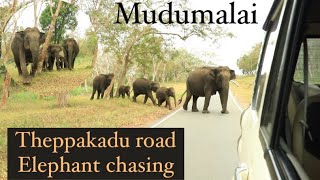 Theppakadu road masinagudi Forest  masinagudi to mudumalai road elephant chasing masinagudi ooty [upl. by Morell785]