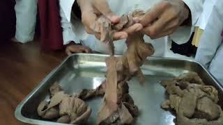 Anatomy Of Small Intestine Jejunum amp ileum  Small Intestines Anatomy Bangla Demo [upl. by Noryd]