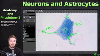 Neuron and Astrocyte Cytology and Principle Cells of the Nervous System  Anatomy and Physiology 2 [upl. by Onairam]