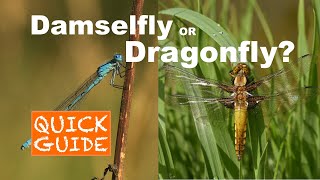 Damselfly or Dragonfly A QUICK GUIDE [upl. by Daht]