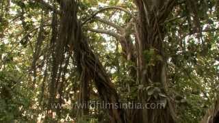 An old Banyan tree in the heart of New Delhi [upl. by Battat679]