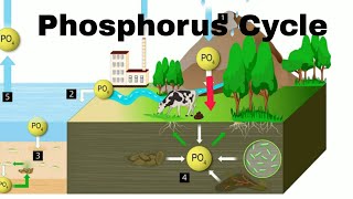 Phosphorus Cycle [upl. by Argela]