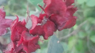 Clerodendrum trichotomum Thunb Closeup View [upl. by Niamjneb946]