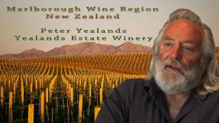 Marlborough Sauvignon Blanc Wine Region New Zealand Travel Video Guide [upl. by Cummine]