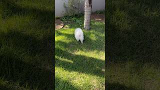 spitz spitz dog doglover pets pet cachorrinho mypet meupet cao puppy littledog memes [upl. by Carmina]