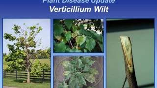 Verticillium Wilt [upl. by Eileek922]