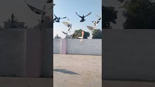 Khud m dam hona chahiye 🙆🦁❣️💪💪pigeon kabootar karachi pakistan bangladesh [upl. by Na45]