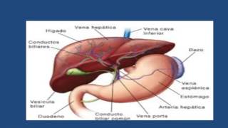 FASCIOLA HEPATICA [upl. by Charpentier]