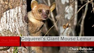 Coquerel’s Giant Mouse Lemur [upl. by Yretsym157]