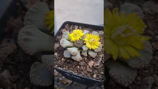 Titanopsis calcarea in full bloomsuculents flowers nature plants africa plantlover travel [upl. by Strickland]