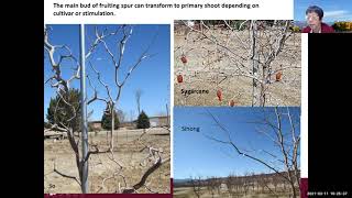 Jujube Basics and Cultivar Performance in NM [upl. by Kenwrick]