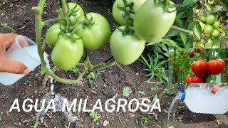 ¡AGUA MILAGROSA Potente Abonó Casero para tus plantas ¡Nunca mas lo tiraras  La Huerta En El Cam [upl. by Fusuy]