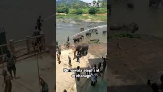 Pinnawala elephant orphanage 🐘 🐘elephant elephantvideo tourism travel srilanka world [upl. by Michael]