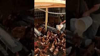 Morning chores chicken edition farming chickens eggs theveggieboys [upl. by Novikoff]