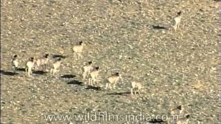 Tibetan argali Ovis ammon hodgsonii sheep grazing in Ladakh [upl. by Enaxor]