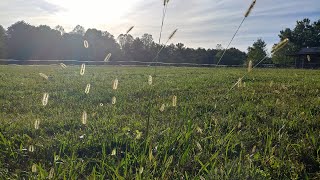 Horse Hay Timothy Orchard Alfalfa Fescue Is your hay still good or gone bad [upl. by Adora900]