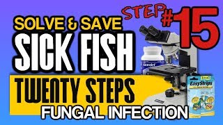 How to Diagnose and Cure Fish Fungal Infections Step 15 of 20 [upl. by Anahs261]