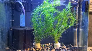 How To Breed Golden Wonder Panchax Killifish [upl. by Derfniw247]