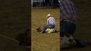 calf roping and tying rodeo cowboy shorts [upl. by Analem]