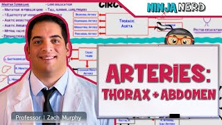 Circulatory System  Arteries of the Thorax amp Abdomen  Flow Chart [upl. by Ursula]