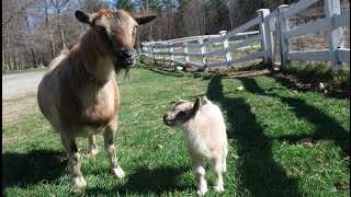 1 Day Old Baby Goat Leaps Through First Walk [upl. by Kenn]