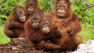 Orangutans Need to Learn to Fear Snakes [upl. by Milurd]