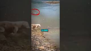 Dog Eaten by Crocodile shorts ytshorts trending youtubeshorts dog [upl. by Polivy]