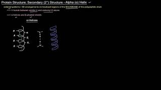 Protein Structure Part 4 of 10  Secondary 2° Structure Alpha Helix [upl. by Aniuqaoj741]