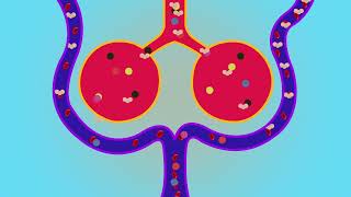 Alveolar Deadspace of Anesthetic Agents [upl. by Bixby899]