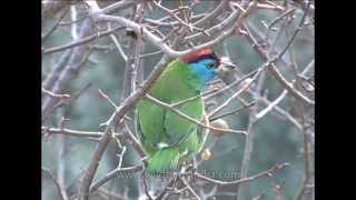 Bluethroated Barbet is found in Indian Subcontinent and Southeast Asia [upl. by Barcot]