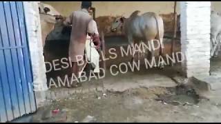 Dhani Angry Bull 2017  Dera Sheikh Wahab  Islamabad Cow Mandi [upl. by Bak]