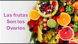 ¡Las frutas son los ovarios de las plantasbiología frutas ciclodevida curiosidadesnaturales [upl. by Ottie]