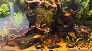 Planted Guppy tank [upl. by Grunenwald898]